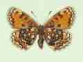 Melitaea athalia female (aberrant form postfuscofasciata, verso) (Internet Image property of respective owner, non-commercial use only)